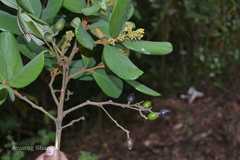 Cryptocarya stocksii